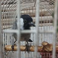 بلبل خرمای اهوازی