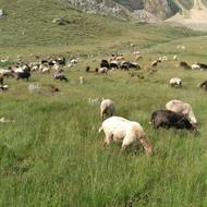 چوپان با سابقه ی کار در ییلاق