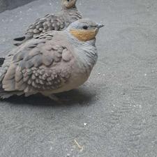 من کوکر خالدار میخوام کسی داره