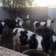 گاو تلیسه جوان