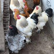 مرغ و خروس برهما