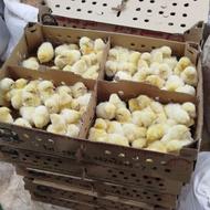 جوجه گوشتی یک روزه نژاد راس 308 دانه ای38تومان