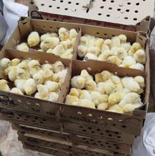 جوجه گوشتی یک روزه نژاد راس 308 دانه ای38تومان
