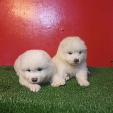 توله ساموعیید واگذاری