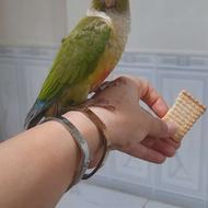 طوطی گیرینجیک دستی