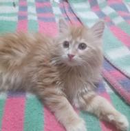 گربه بازیگوش