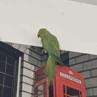 ملنگو ماده بالغ