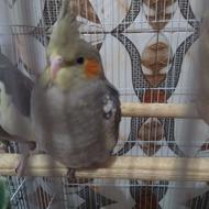 عروس هلندی نر