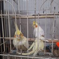 جفت عروس هلندی لوتینو