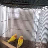 کوتوله برزیلی صورت هلویی دستی