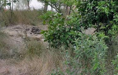 زمین دراستان گیلان شهر لنگرود جاده چمخاله