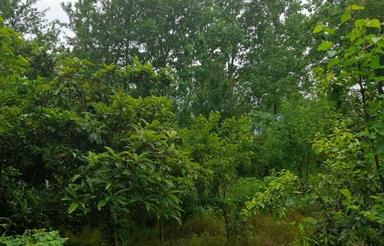 زمین مسکونی به متراژ 350 متر در بیجارگاه سفلی