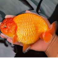 مزرعه ماهی قرمز کوی گلدفیش بلک و لوازم شب عید آقا تنگ ماهی