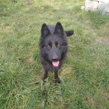 واگذاری ژرمن بلک ماده