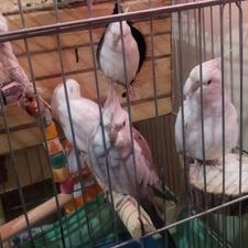 عروس هلندی....