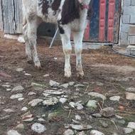 گوساله ماده دورگ سیمینتال