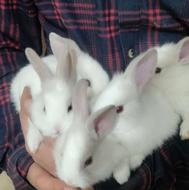 فروش بچه خرگوش