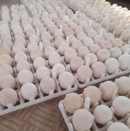 تخم نطفه دار بوقلمون