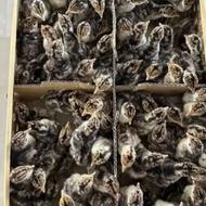 تخم نطفه دار بوقلمون برنز