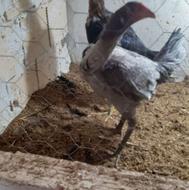 مرغ لاری دو عدد