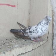 5 عدد کبوتر یا کفتر