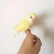 کوتوله برزیلی