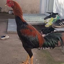 خروس لاری 8ماهه