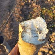 چغندر قند جهت مصارف دامداری ( تفاله )