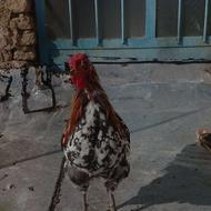 خروس گیلین ولهستانی جوان