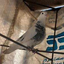 کبوتر پرشی ماده