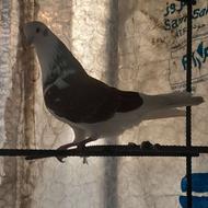 کبوتر پ شی نر