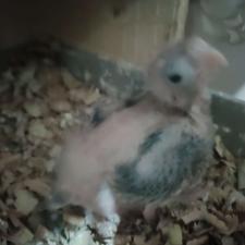 جوجه عروس هلندی