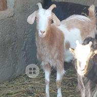 بز حامله ی دوقلو