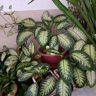 گل و گیاه بسیار زیبا