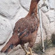 مرغ لاری بزرگ