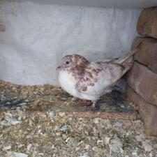 کبوتر ‌‌‌‌‌‌‌‌