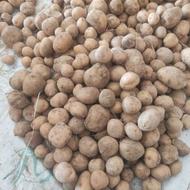 سیب زمینی مخصوص حیوانات