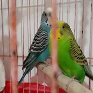 مرغ عشق سالم قشنگ دستی