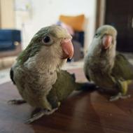 طوطی راهب و گرینچیک