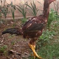 جوجه خروس لاری معاوضه