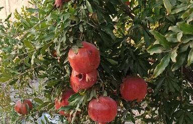 باغچه 500 متری در ساوه