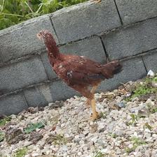 دوعدد جوجه لاری