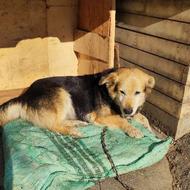 سگ پا کوتاه ماده