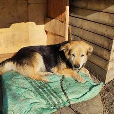 سگ پا کوتاه ماده