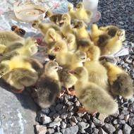 فروش جوجه عاز