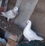 فروش کبوتر .