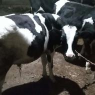 دو عدد گوساله نر