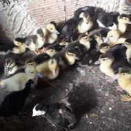 جوجه اردک و دورگه جوجه بوقلمون