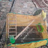 یگ جفت طوطی برزیلی به شرط همراه با قفس با وسایل ها