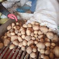 سیب زمینی کارلیا 1402 لیبل دار